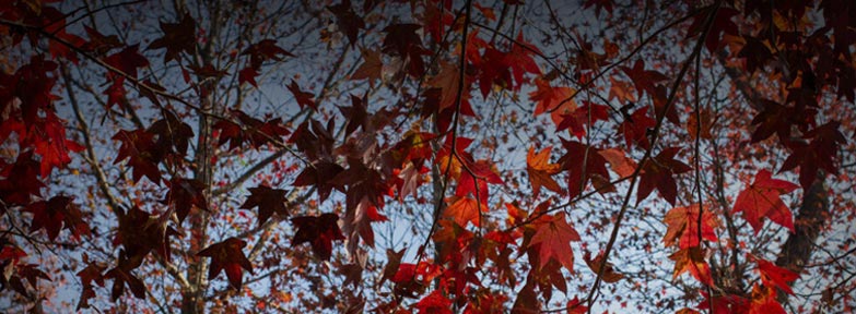 Autumn foliage in Nepal’s scenic landscapes – Nepal Tour Package for Indian tourists