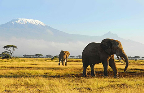 Elephants with snow-capped mountains on a scenic Nepal wildlife tour